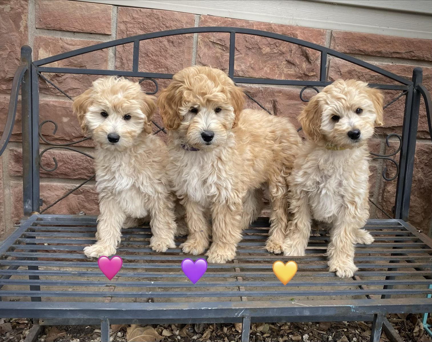 Mini Goldendoodle/golden doodle puppies