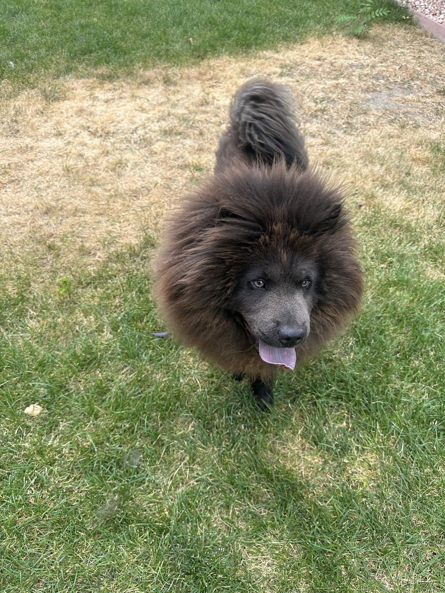 Friendly Chow Puppy - female , 6 Months Old, Looking for Forever Home $400 OBO