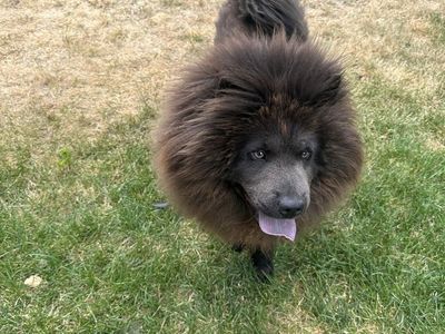 Friendly Chow Puppy - female , 6 Months Old, Looking for Forever Home $400 OBO