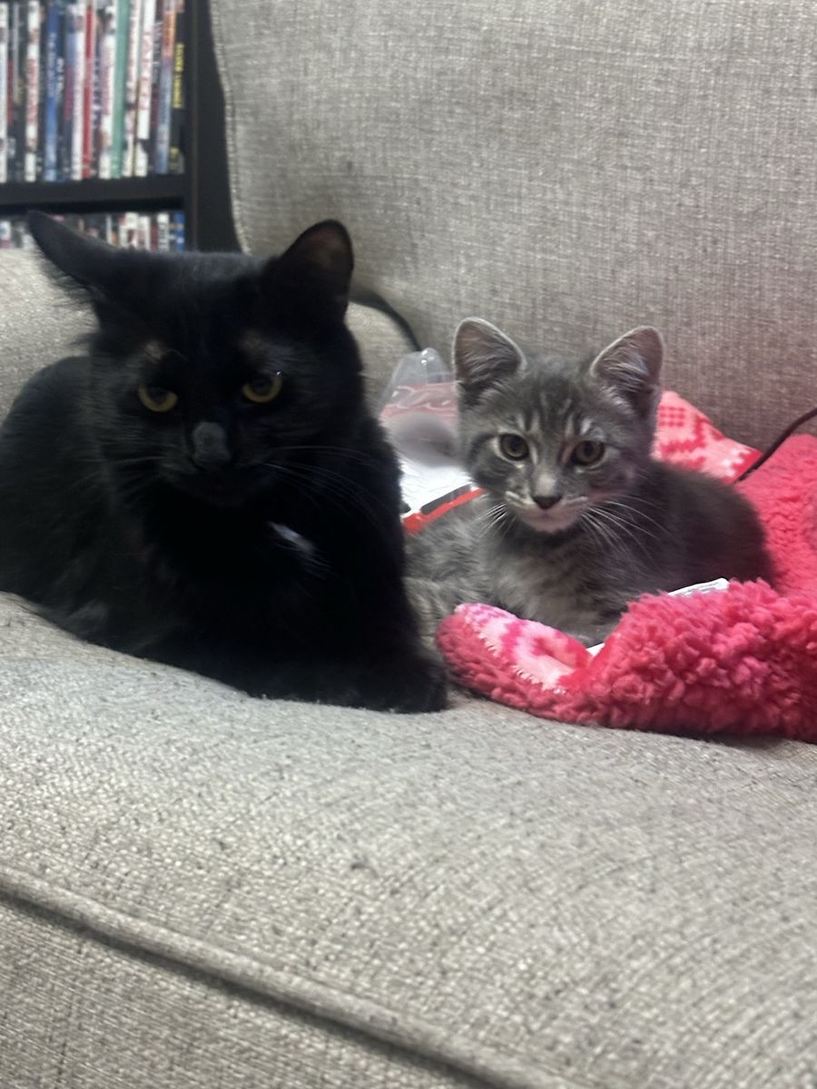 Female bow tie and gray tabby baby
