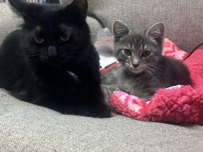 Female bow tie and gray tabby baby