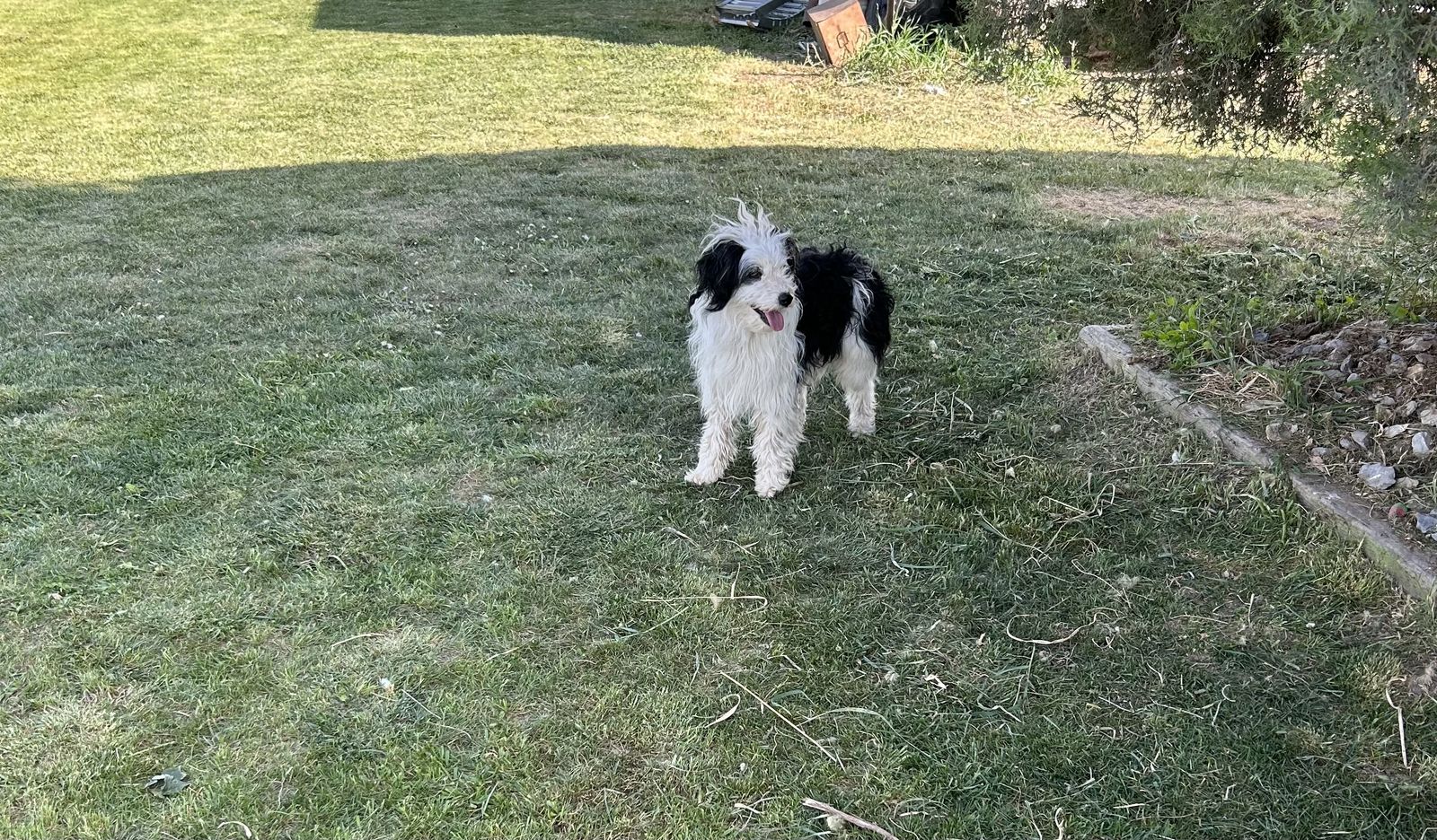 Male Aussiedoodle