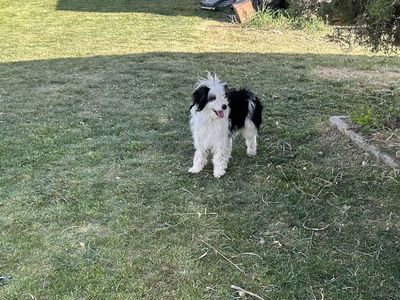 Male Aussiedoodle