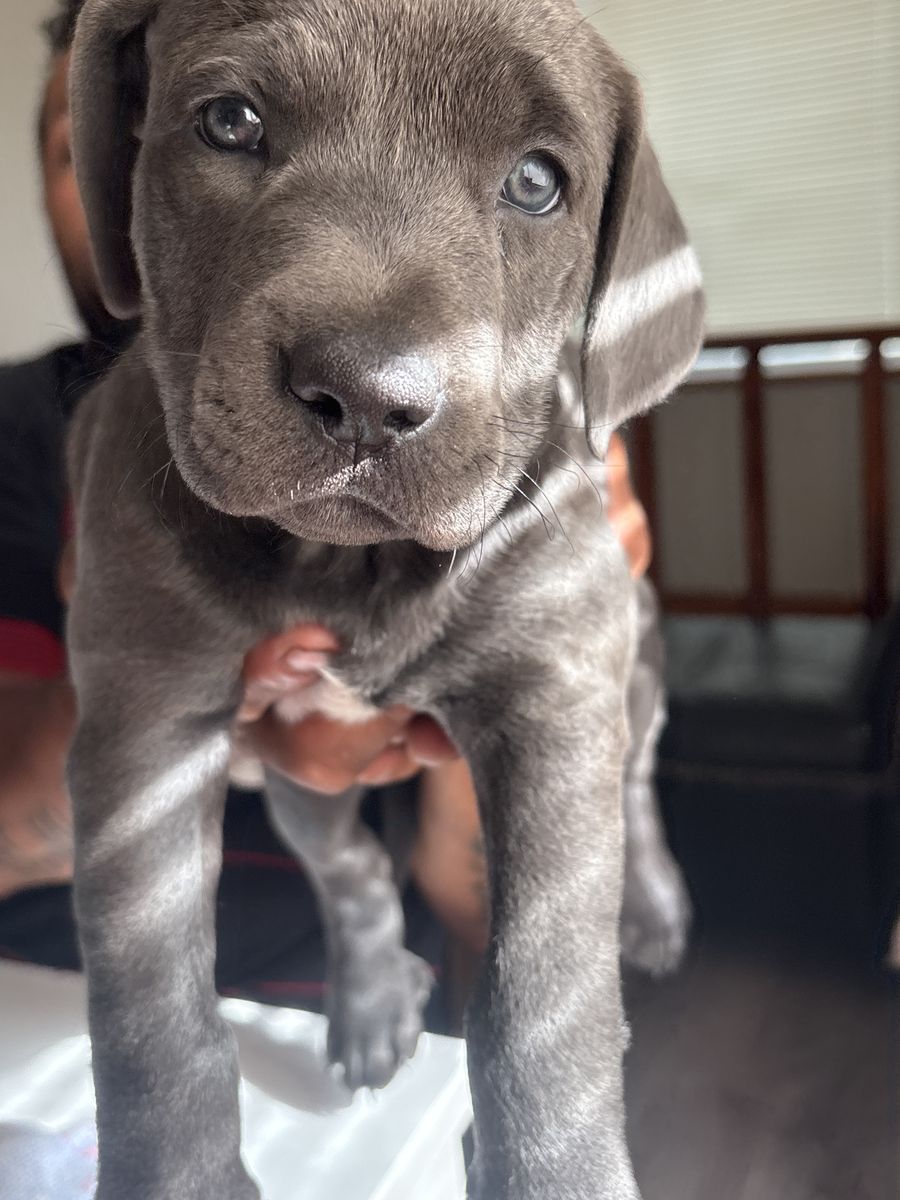 Dog for sale