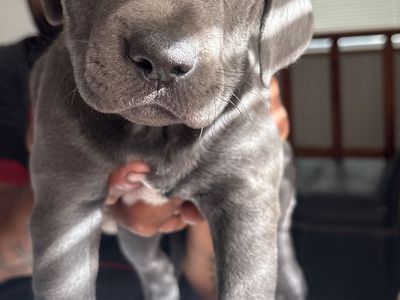 Dog for sale