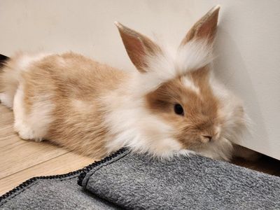 4 Friendly Fluffy baby bunnies
