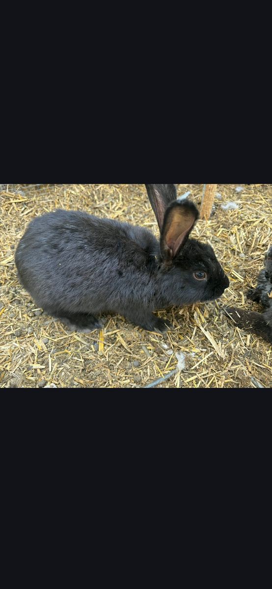 Rabbits. $20 each.