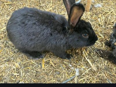 Rabbits. $20 each.