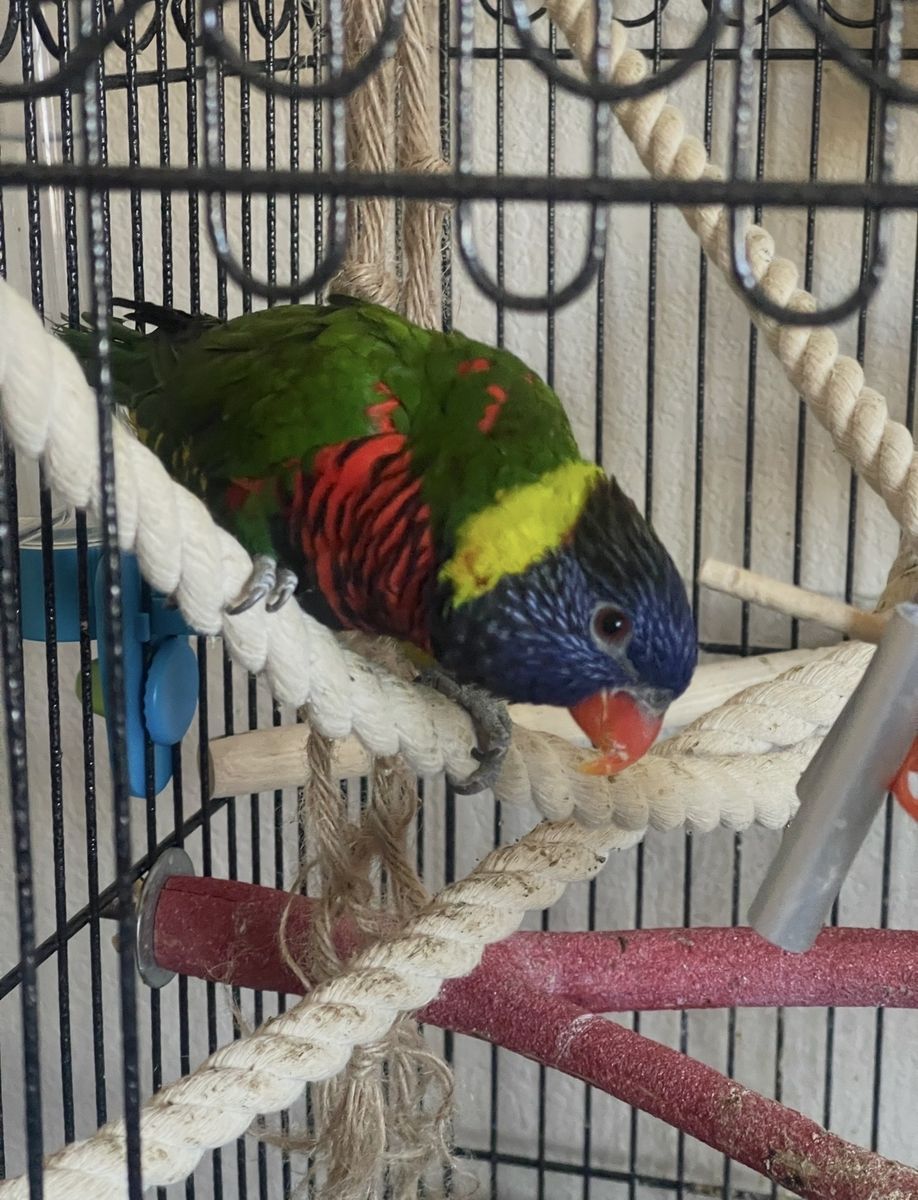 Lorikeet (Green Naped) "very funny"