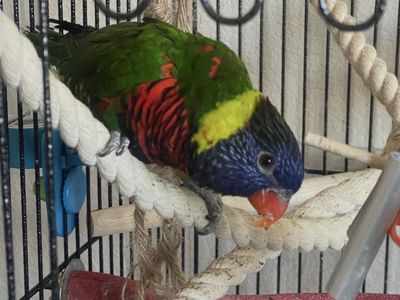 Lorikeet (Green Naped) "very funny"