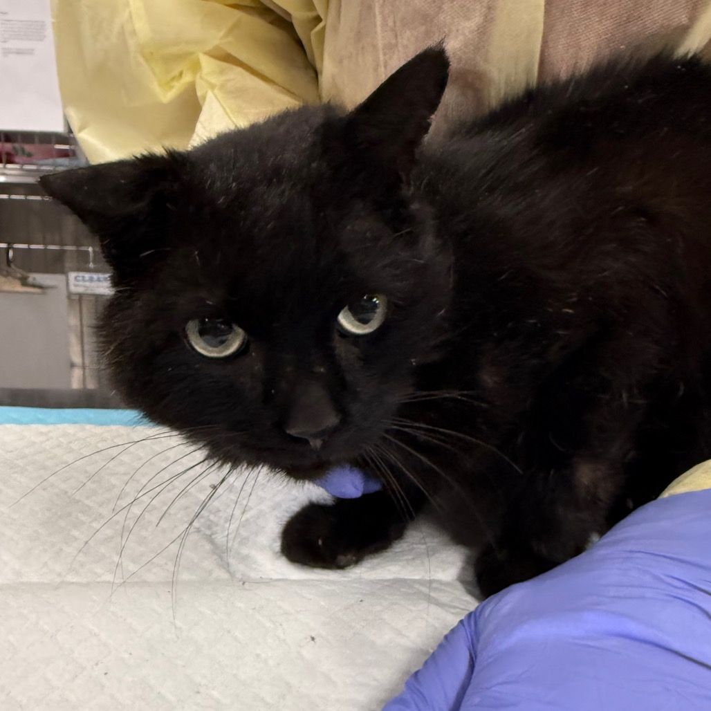 Hello my name is Manzana