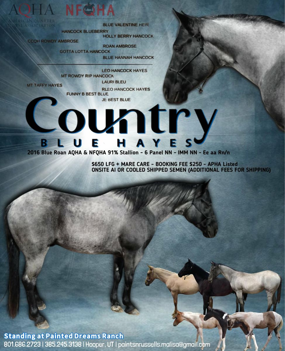 Blue roan stallion standing at stud