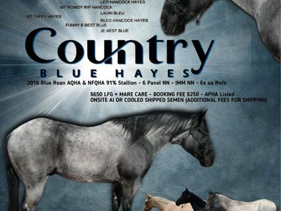 Blue roan stallion standing at stud