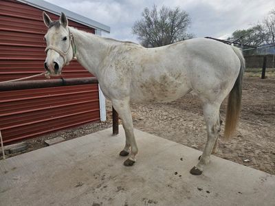 12 year old 16 hand barrel horse