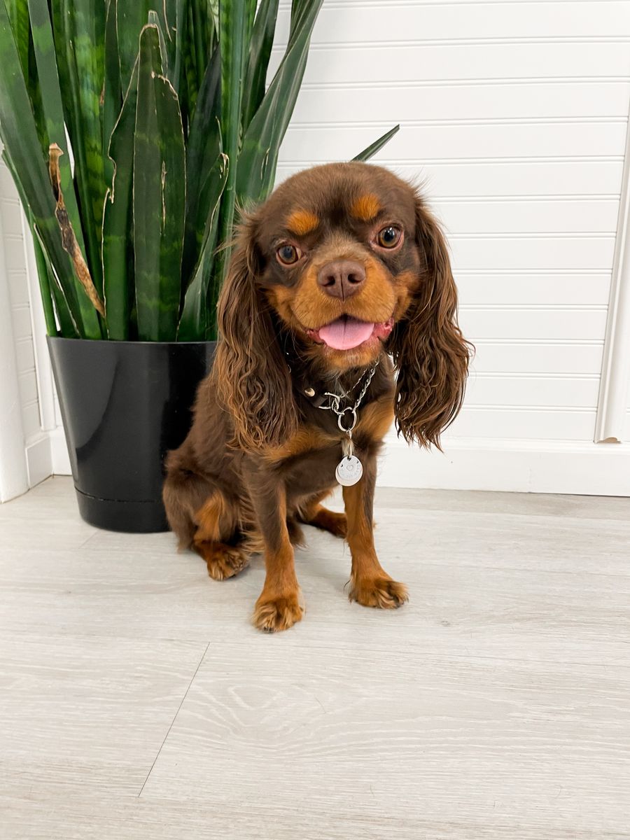 Chocolate AKC King Charles Cavalier, Archie