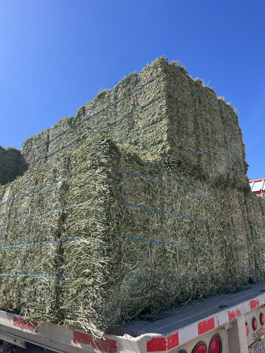 High-Quality Alfalfa Hay Small Bales 65-75lb in 21 Bale Bundles
