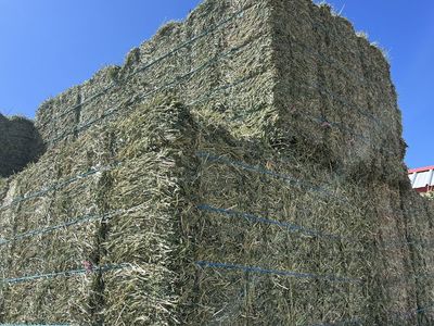 High-Quality Alfalfa Hay Small Bales 65-75lb in 21 Bale Bundles