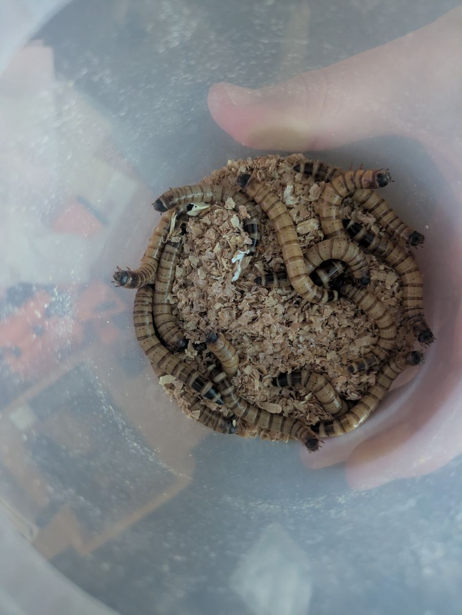 Superworms 100 count for $10