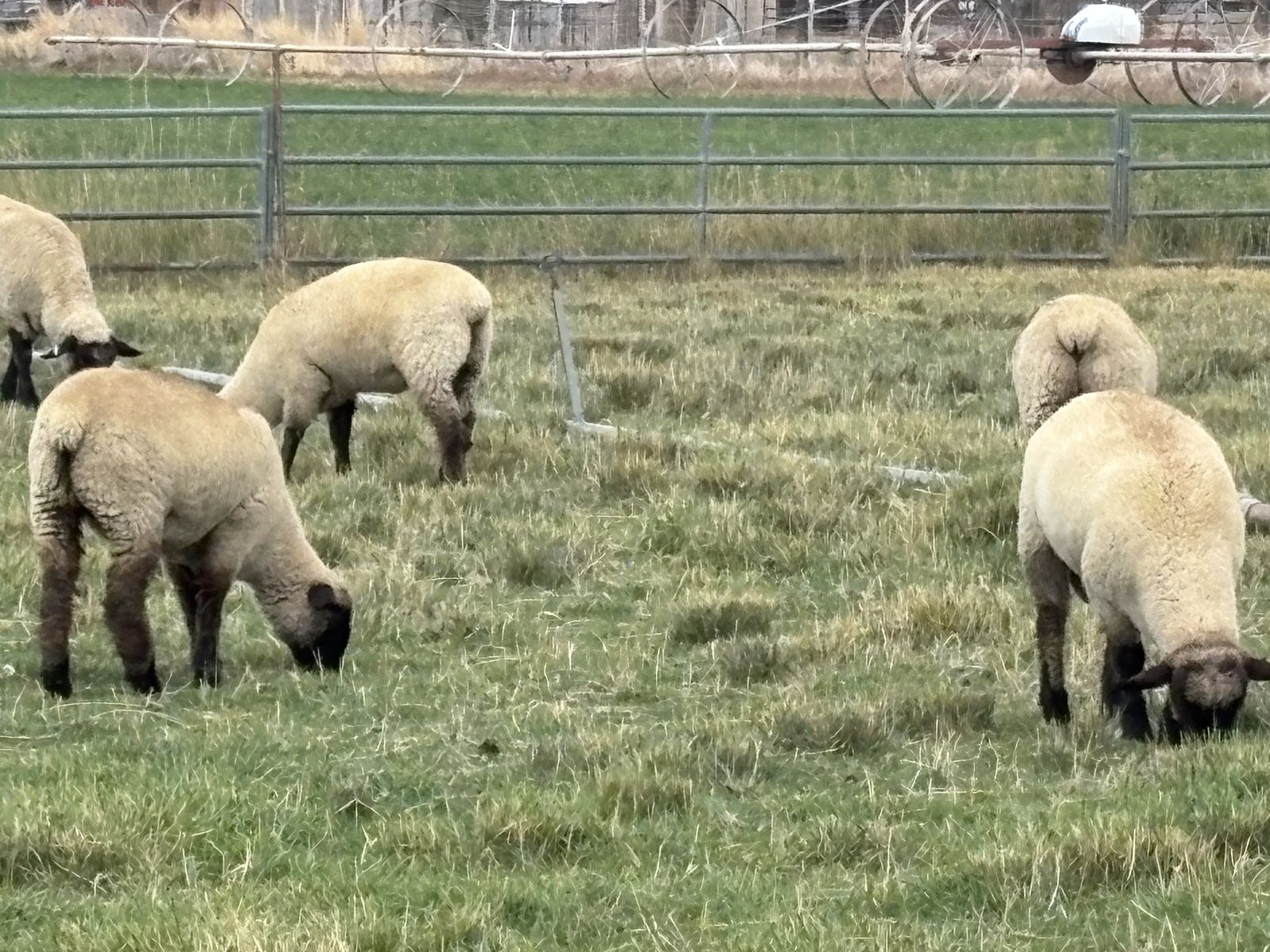 Lambs for Sale