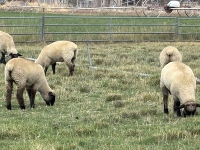 Lambs for Sale