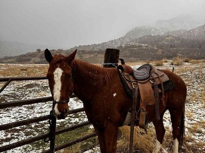 quarter horse gelding