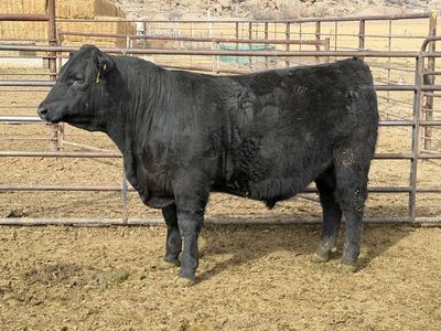 Yearling Registered Angus Bulls