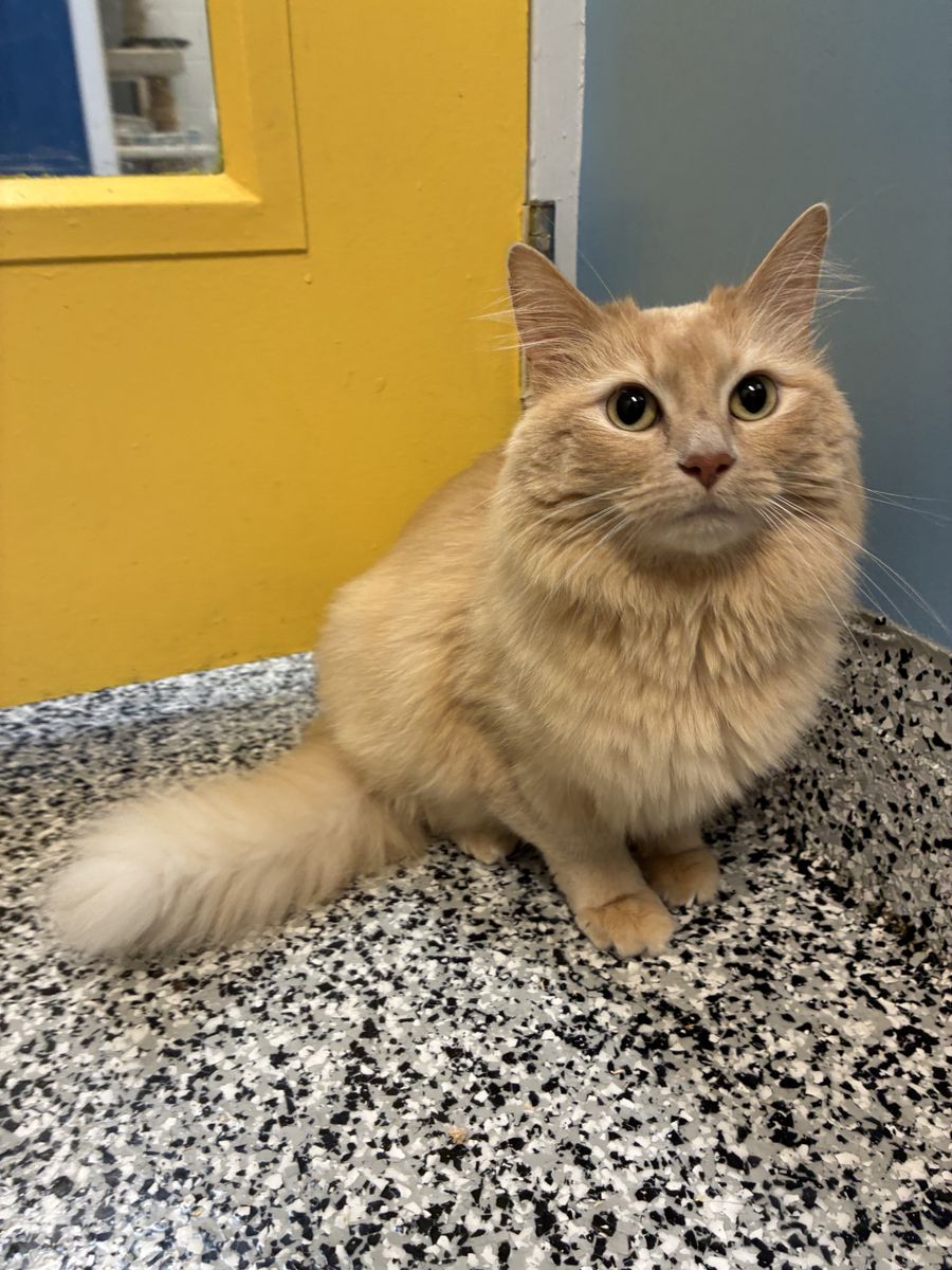 A163968 Miss Sassy Pants, Available for Adoption
