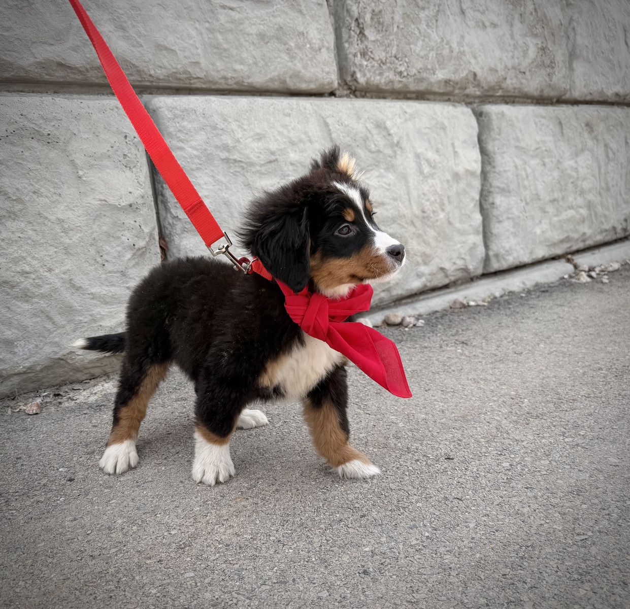 Bernese Mountain Dog puppy *special needs*