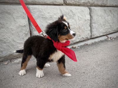 Bernese Mountain Dog puppy *special needs*