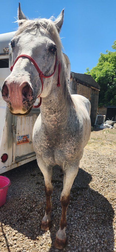 Willard | 14yo ~14hh POA Gelding