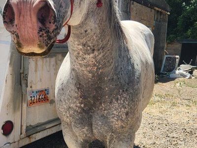 Willard | 14yo ~14hh POA Gelding