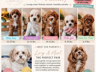 Adorable Cavapoo Puppy - Ready for a Forever Home!