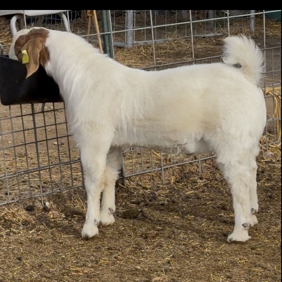 November born Wether buck kid