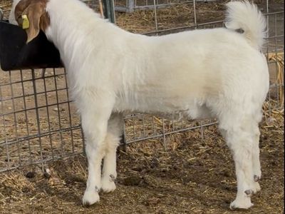 November born Wether buck kid