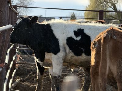 Simmental/corriente yearling heifers