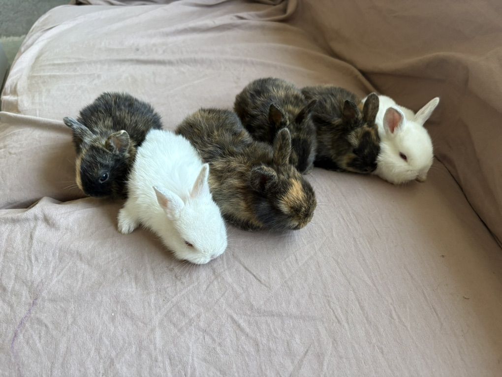 Baby Rabbits