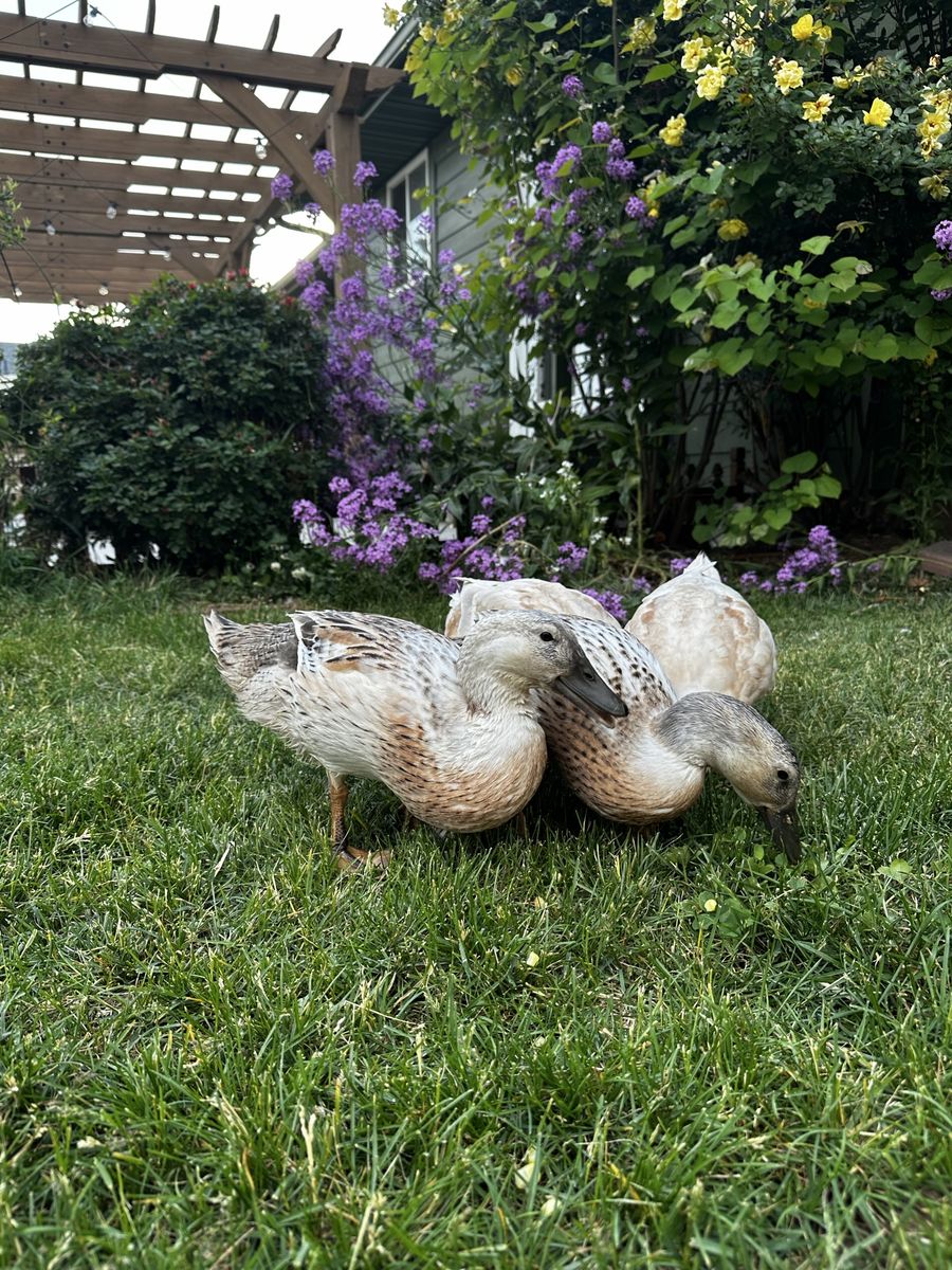 3 welsh harlequin female ducks