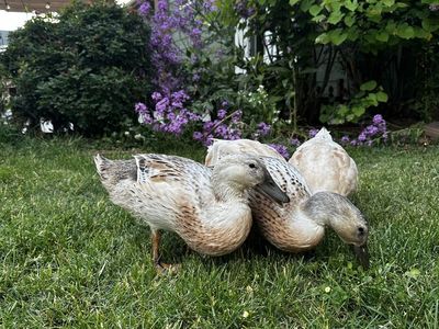 3 welsh harlequin female ducks