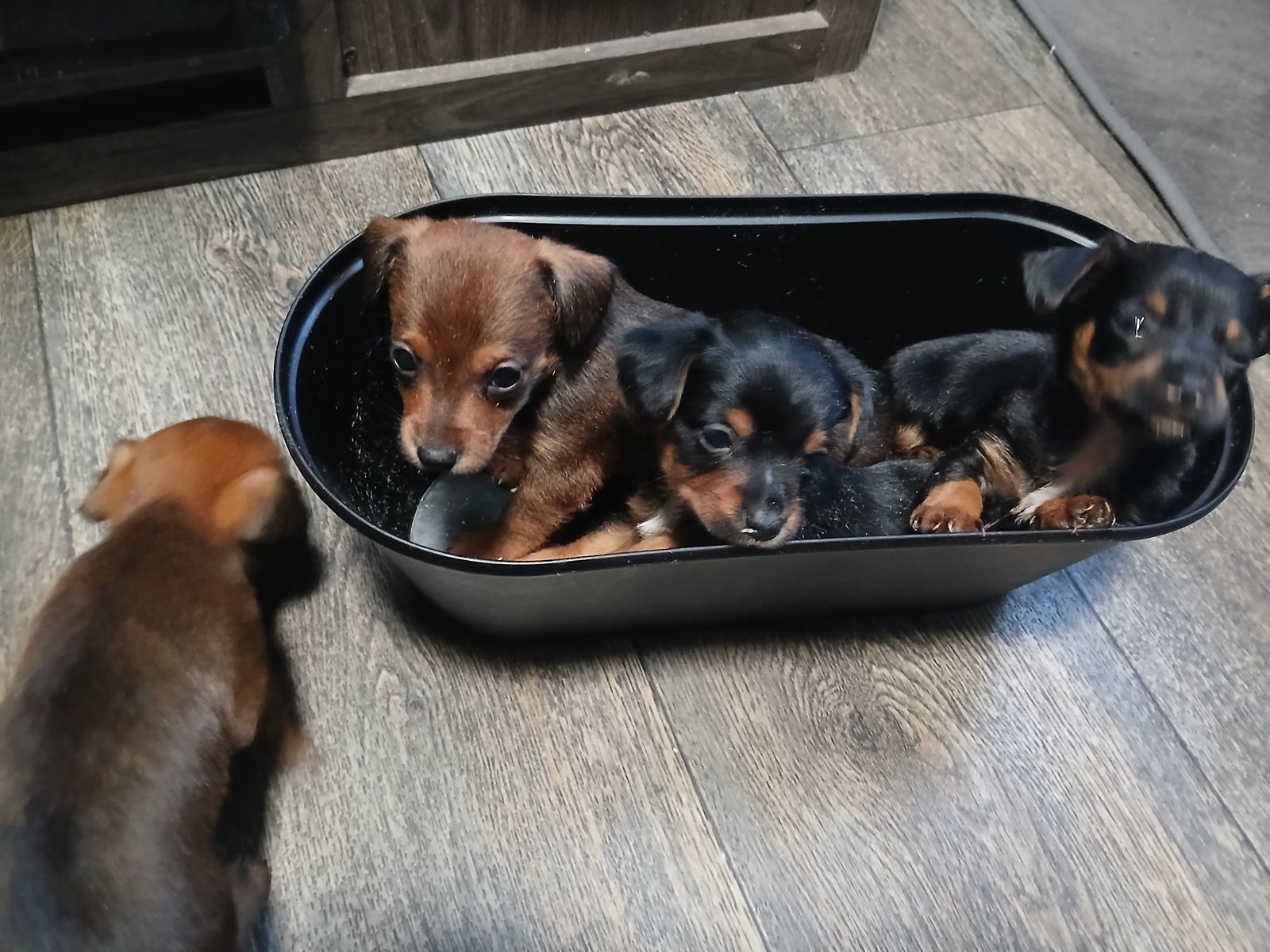 York/min pin puppies