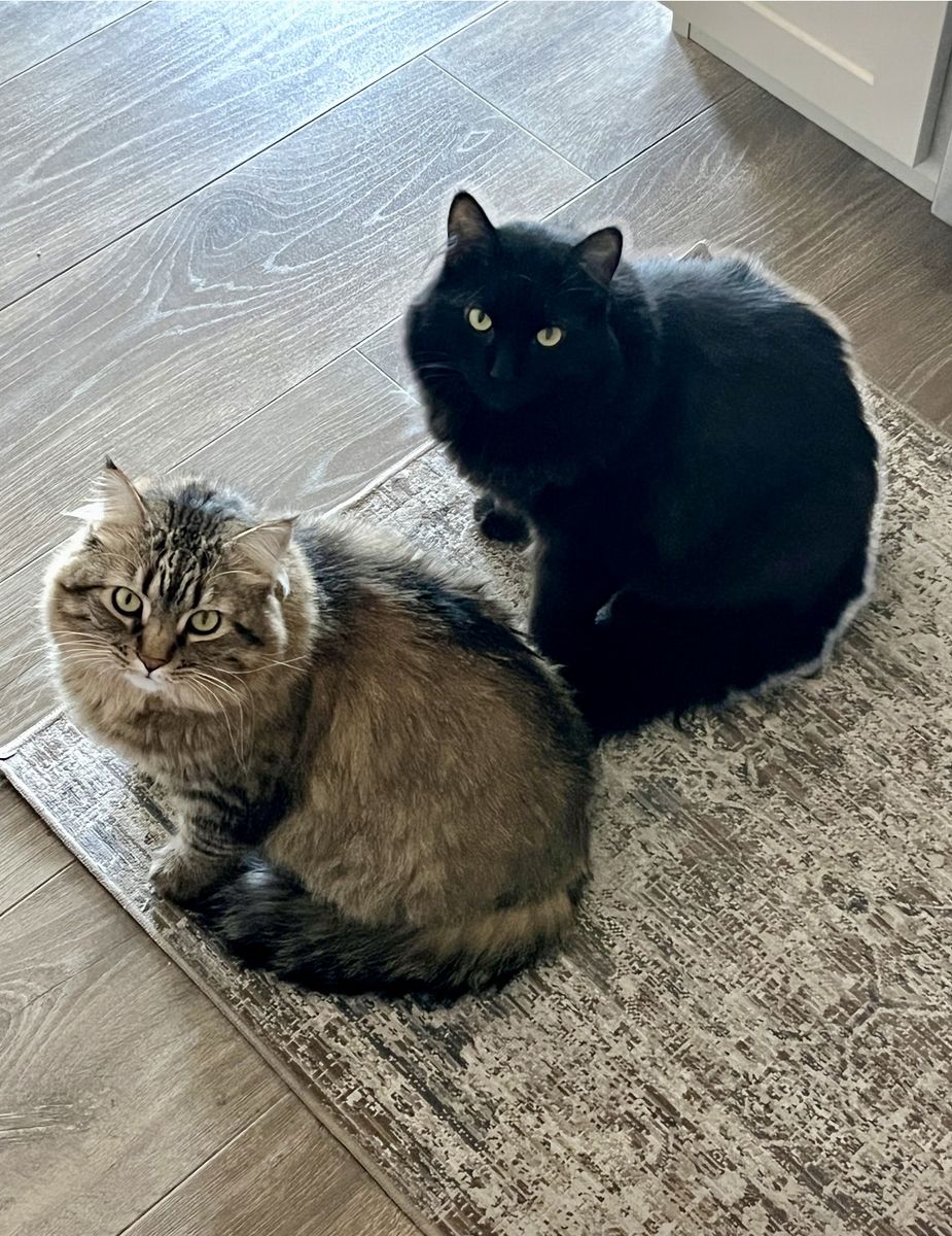 Pair of 4-Year-Old Domestic Adult Cats - Brother and Sister