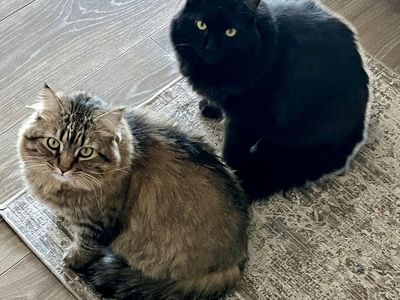 Pair of 4-Year-Old Domestic Adult Cats - Brother and Sister