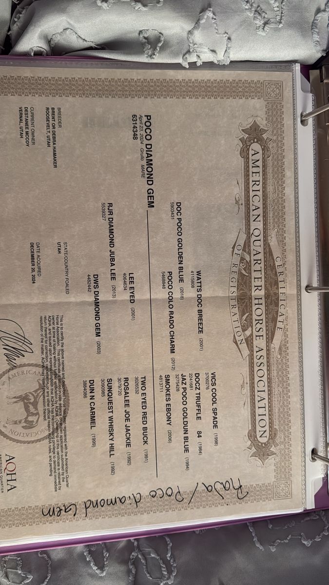 2 year old AQHA filly