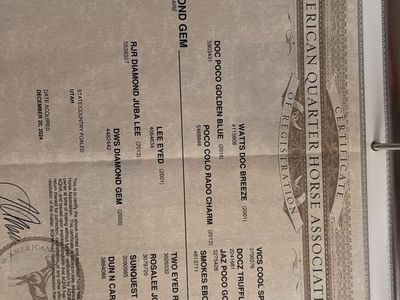 2 year old AQHA filly