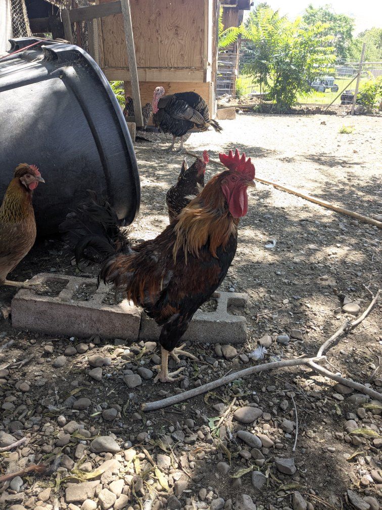 Rooster Live Poultry for Sale - Farm Fresh