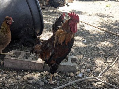 Rooster Live Poultry for Sale - Farm Fresh