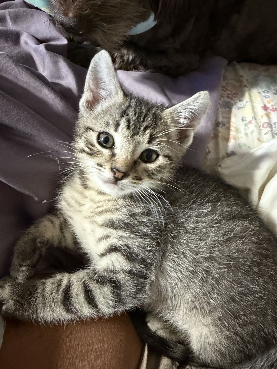 KITTENS!
