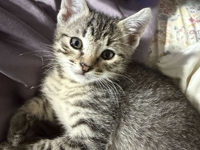 KITTENS!