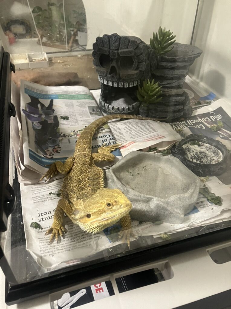 Bearded Dragon And Tank