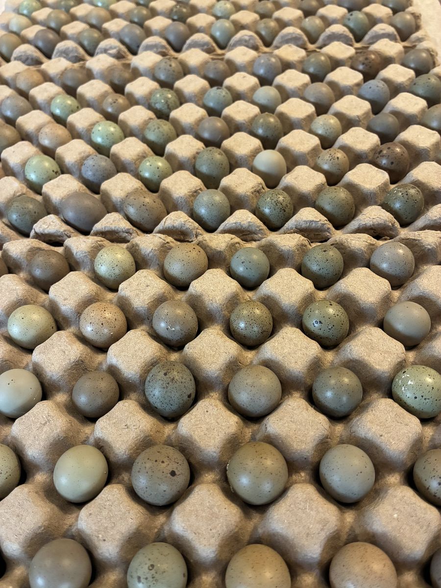 Fertile Button Quail Hatching Eggs