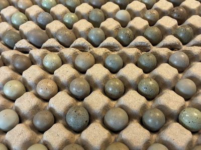 Fertile Button Quail Hatching Eggs